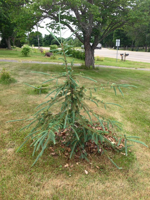 Picea glauca 'Fort Ann ('Fourth Hand)